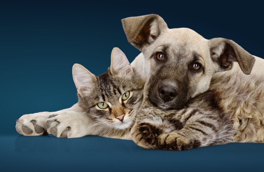 Junger Hund und Katze liegen eng aneinandergekuschelt